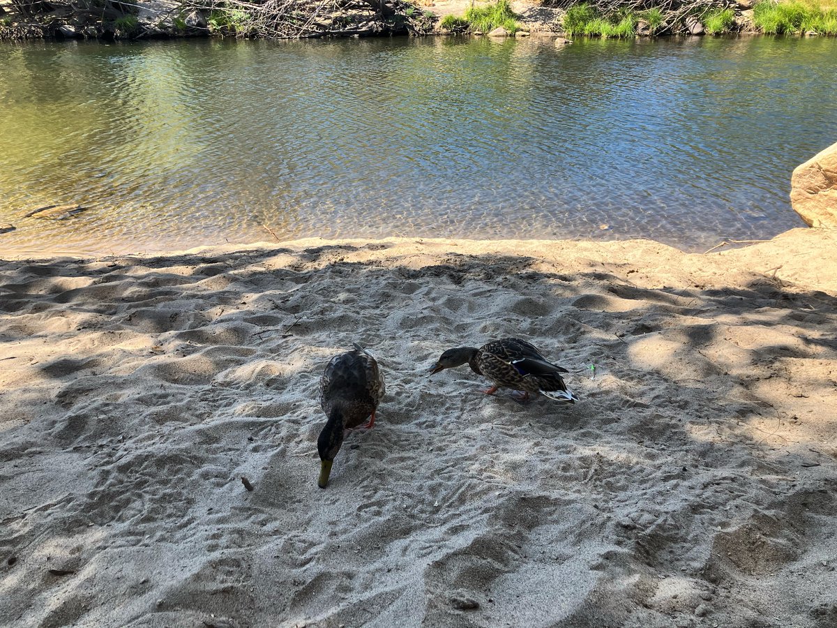 DeniseNoelle3's tweet image. just me and these two at the river today ❤️ #kernriver