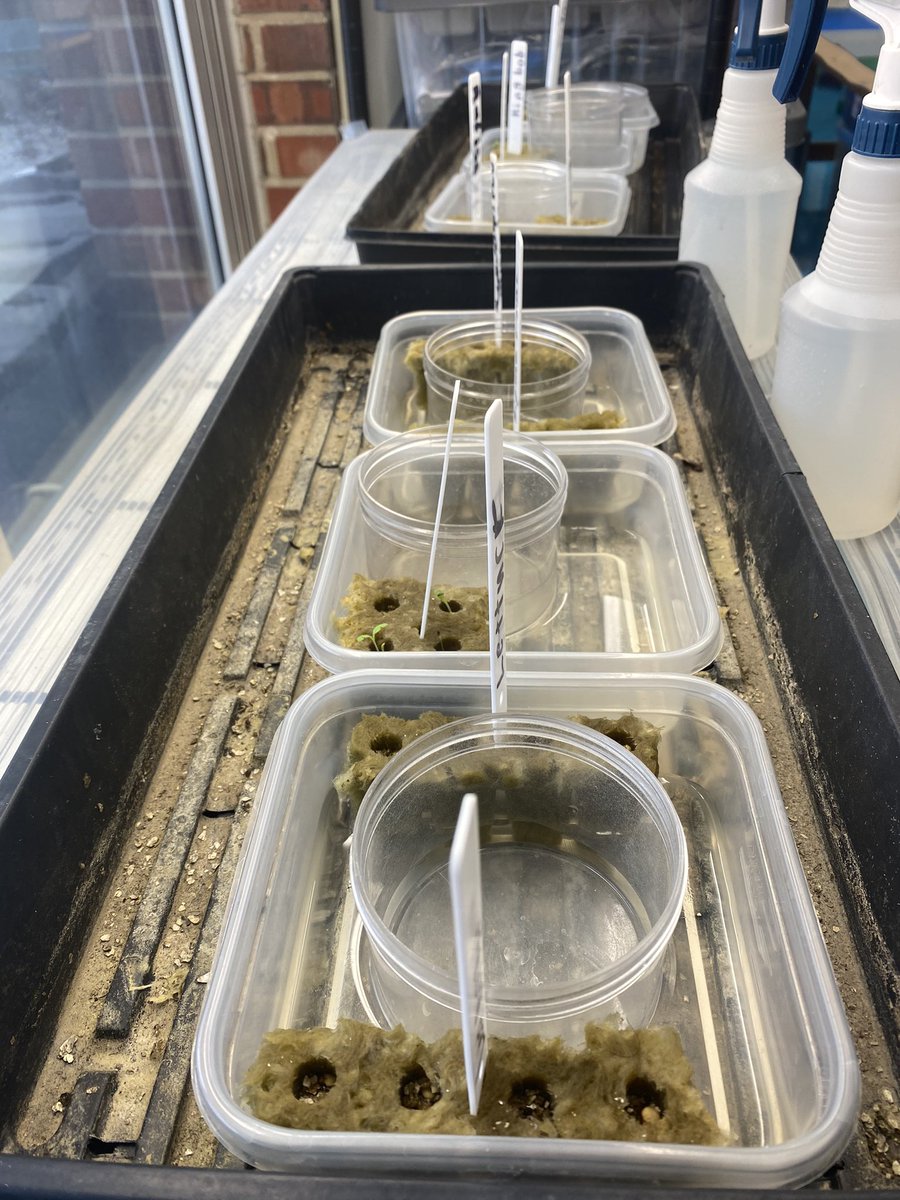 5th grade has some seeds sprouting! Almost ready to transfer to the hydroponic tower! #BentonBold