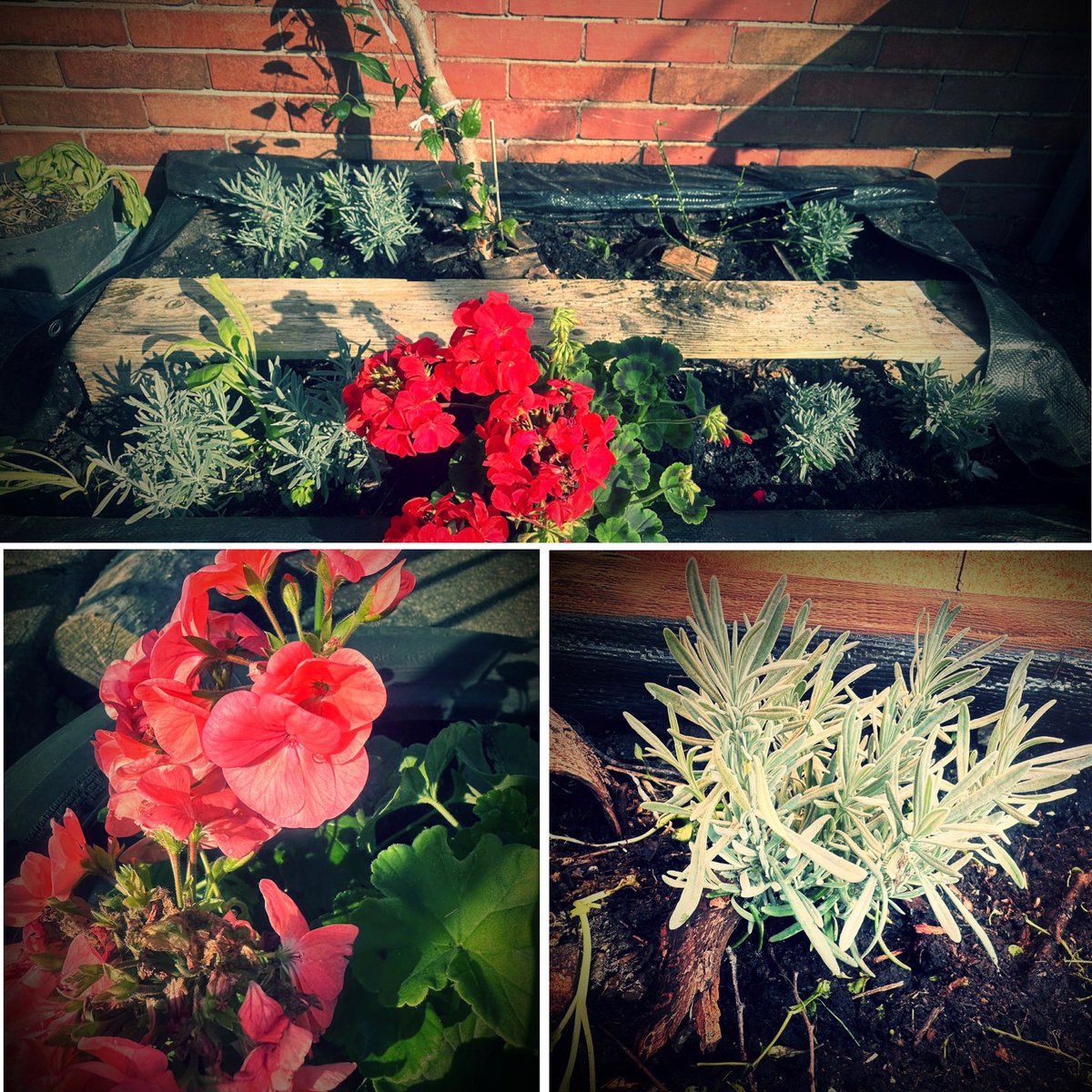 Our pots have bloomed over the Summer and are now ready for our students to help them along this year! 🌻🌷🌺🌹😊