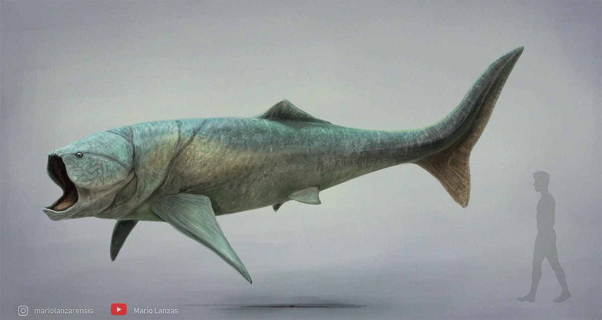 mariolanzas5's tweet image. TITANICHTHYS, from the video: (youtube.com/watch?v=0aH-vp…) dedicated to the Devonian. the plancton-eater Dunk #titanichthys #devonian #paleoart #fish