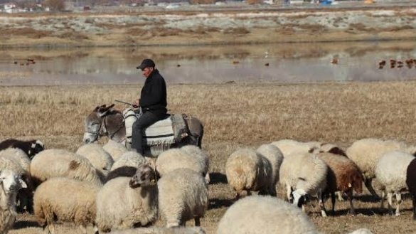 Dhy 1. 3. Ve 5. Tercihlerim: