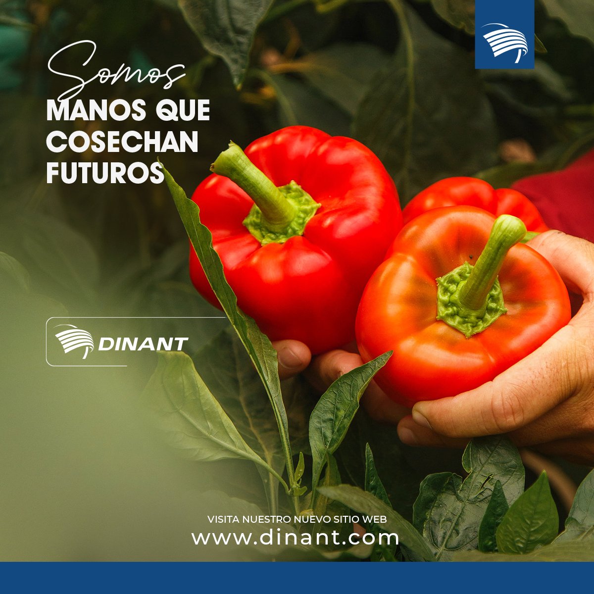 Cada día trabajamos con pasión y compromiso para construir un mañana más próspero y sostenible. 🌱

Visita nuestro nuevo sitio web para conocer más de Dinant: dinant.com