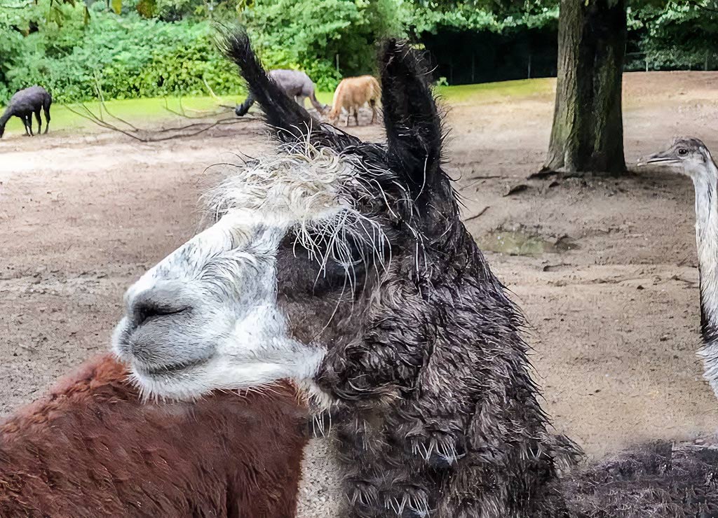 kuriosetage's tweet image. Zu Ehren des Crocodile Hunter Steve Irwin feiern die USA den 22. Februar und 4. September als National Wildlife Day (dt. Tag der Wildtiere). #NationalWildlifeDay #22Februar #4September #SteveIrwin #aktionstag #kuriosefeiertage
kuriose-feiertage.de/tag-der-wildti…