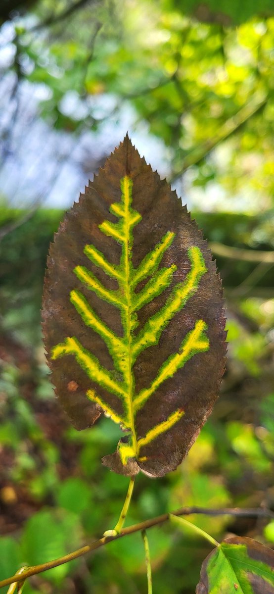 Tjeerd Langhout tweet media