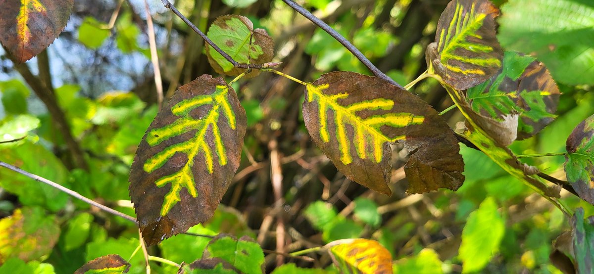 Tjeerd Langhout tweet media