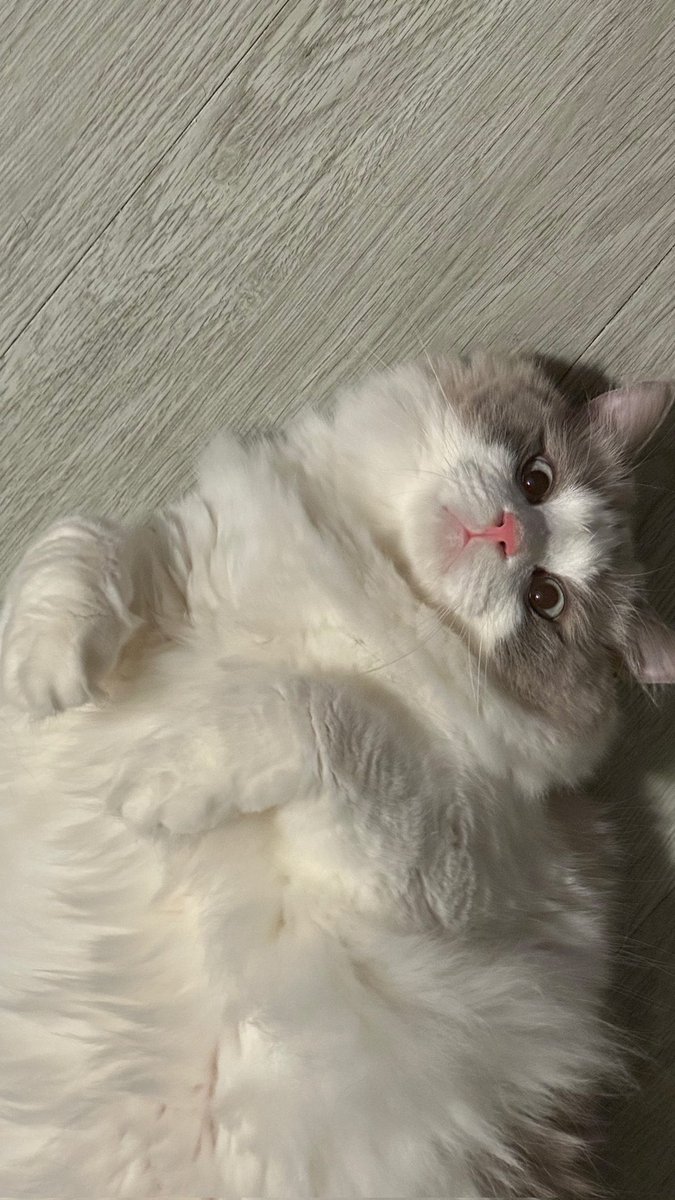 완식이 코랑입 진짜 핑꾸핑꾸하다.. 만져보고싶어...🥹🩷