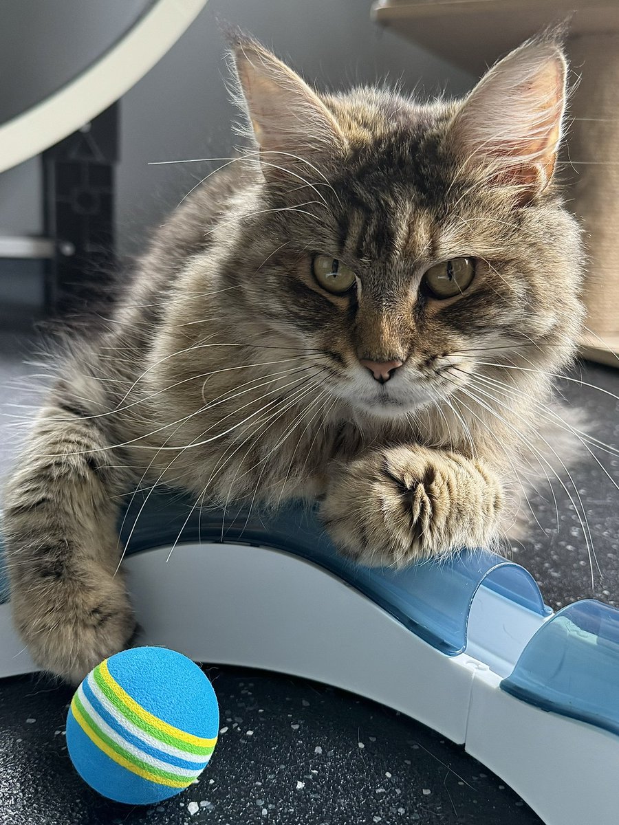 KernowCatHotel's tweet photo. Beautiful Matilda (Tilly) loving her luxury holiday 😻❤️

#CatsOfTwitter #cutecat #fluffycat #catholiday https://t.co/XKJAxMduMK