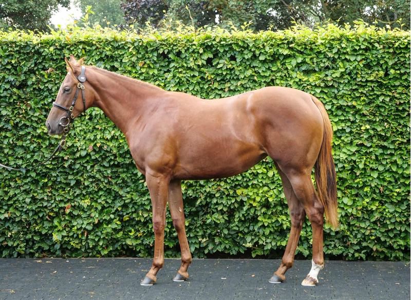 Ecurie Damien Artu (@artudamien) on Twitter photo A VENDRE !
Lot 461 from @tattersalls1766 Sommerville Sale.
Une fille de NEW BAY et With Reason ( FRANKEL ).
Plusieurs parts son disponible.
FOR SALE !
Lot 461 from Sommerville Sale.
NEW BAY filly out of a mare by FRANKEL.
Some shares available.
<a href="/BallylinchStud/">BallylinchStud</a> A VENDRE !
Lot 461 from @tattersalls1766 Sommerville Sale.
Une fille de NEW BAY et With Reason ( FRANKEL ).
Plusieurs parts son disponible.
FOR SALE !
Lot 461 from Sommerville Sale.
NEW BAY filly out of a mare by FRANKEL.
Some shares available.
<a href="/BallylinchStud/">BallylinchStud</a>
