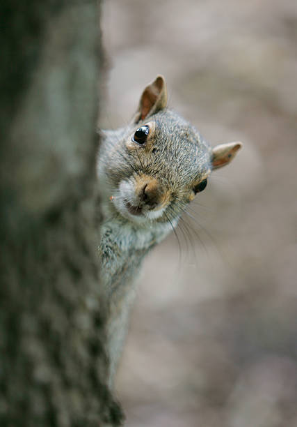 Grey squirrels disappear for months at a time and nobody knows where they go. #animalfacts #nature #Greysquirrel #Mystery