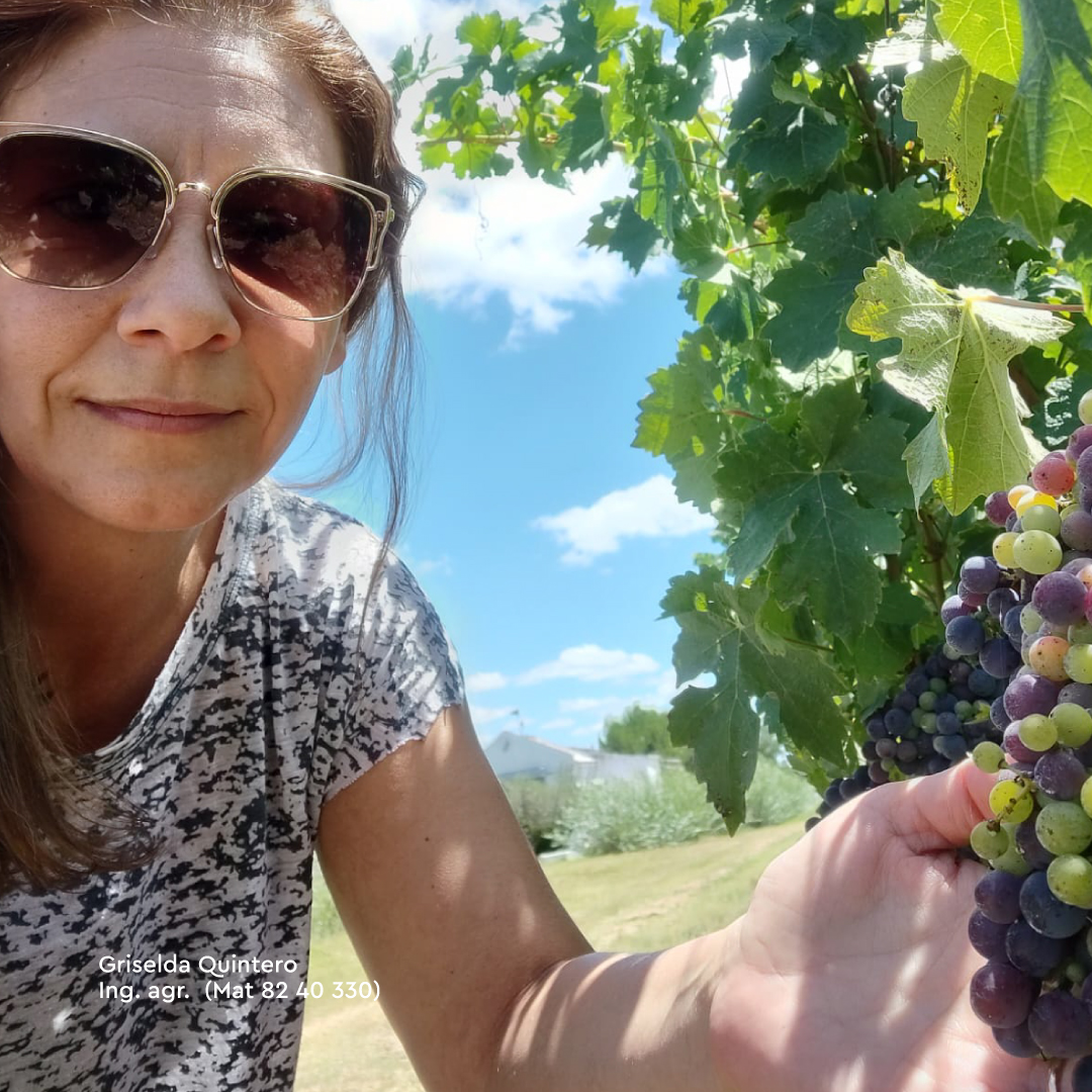 agrovisionprof's tweet photo. 🍷 “Creo que las posibilidades de la vitivinicultura en Santa Fe va a crecer y que la pata del enoturismo puede ser lo más interesante.”

📌Leé la nota completa en https://t.co/zI9GipTS35

#vitivinicultura #vinicola #enologia https://t.co/vjeDeqaC9Q