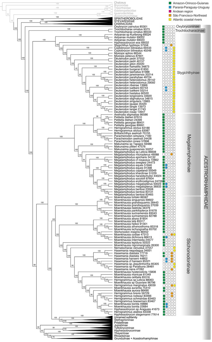 Phylogeny &amp; new classification of Characidae tetras and related families has been just published w/ 575 taxa, 494 species, 123 genera, 1348 UCE loci, 4 families, 29 subfamilies, 13 authors and 6y of project! Fruit from my previous postdoc FAPESP/Brazil. academic.oup.com/zoolinnean/art…