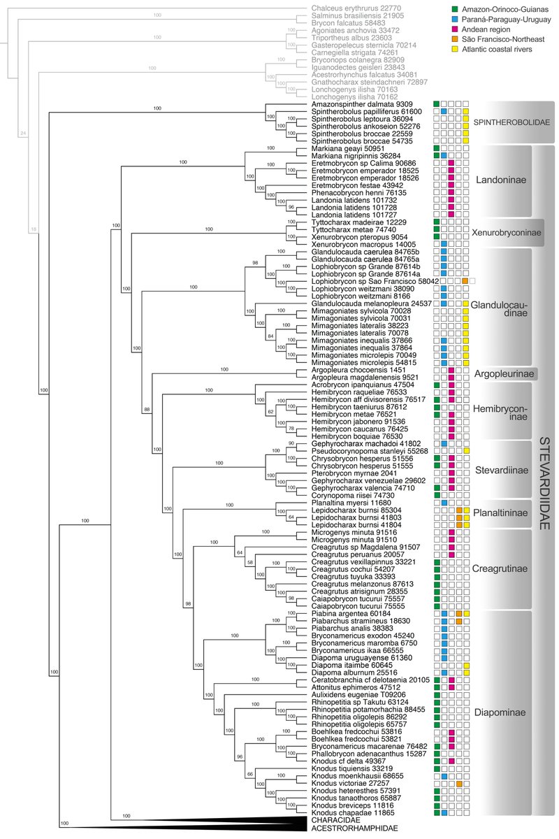 brunfmelo's tweet photo. Phylogeny &amp; new classification of Characidae tetras and related families has been just published w/ 575 taxa, 494 species, 123 genera, 1348 UCE loci, 4 families, 29 subfamilies, 13 authors and 6y of project! Fruit from my previous postdoc FAPESP/Brazil. https://t.co/2hBMlkmZHZ https://t.co/KFYb25WMfR