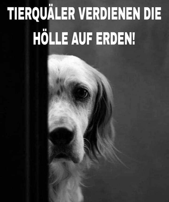 GNeumann11's tweet photo. @Realcorrectiv Diese abartige Tierquälerei muss öffentlich gemacht werden @peta https://t.co/f2sF5Ut0Pj