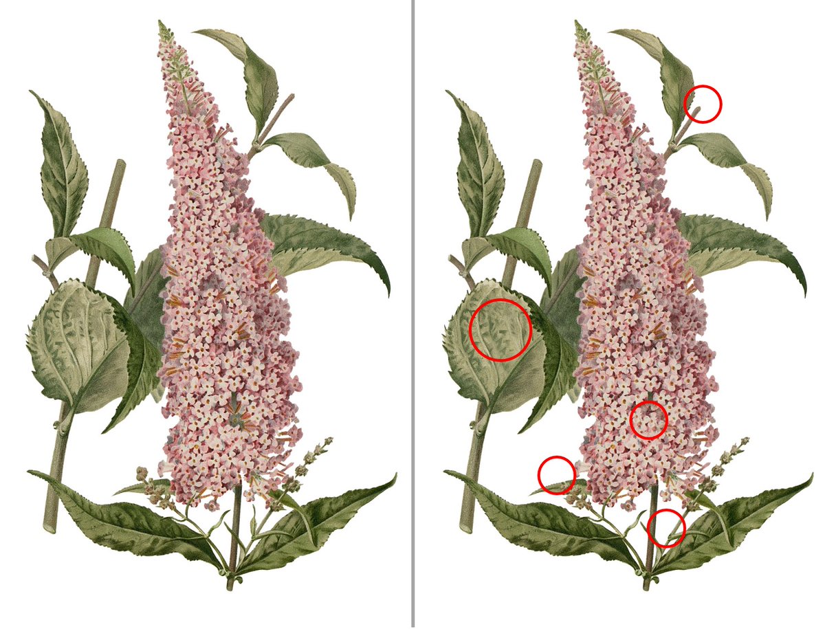 🇪🇸 Solución al último de los misterios: ¡Encuentra las 5 diferencias! 🎓
🇬🇧 Solution to the last of the mysteries: Find the 5 differences! 🎓
Buddleja davidii
<a href="/IndurotUniovi/">Indurot</a> <a href="/UOdivulga/">UCC+I UniOvi</a> <a href="/uniovi_info/">Universidad Oviedo</a>
indurot.uniovi.es/actividad/publ…