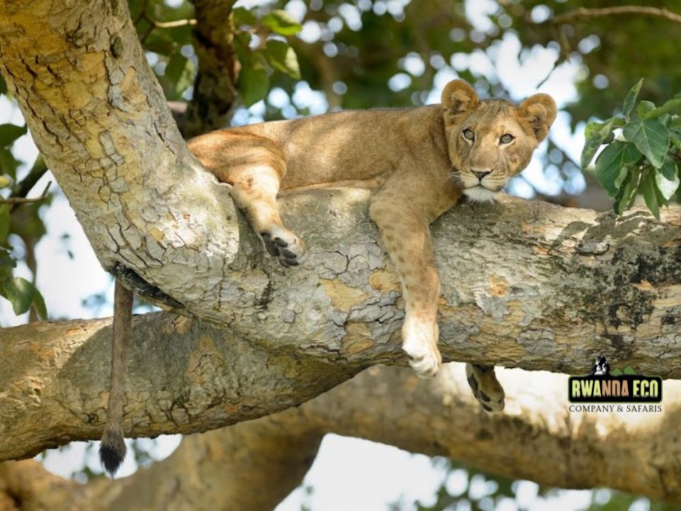 Experience the rare and breathtaking sights of tree-climbing lions in Queen Elizabeth National Park’s Ishasha sector. A truly exceptional wildlife experience.  #Ishasha #queenelizabethnationalpark #WildlifeEncounters #wildlifeencounter