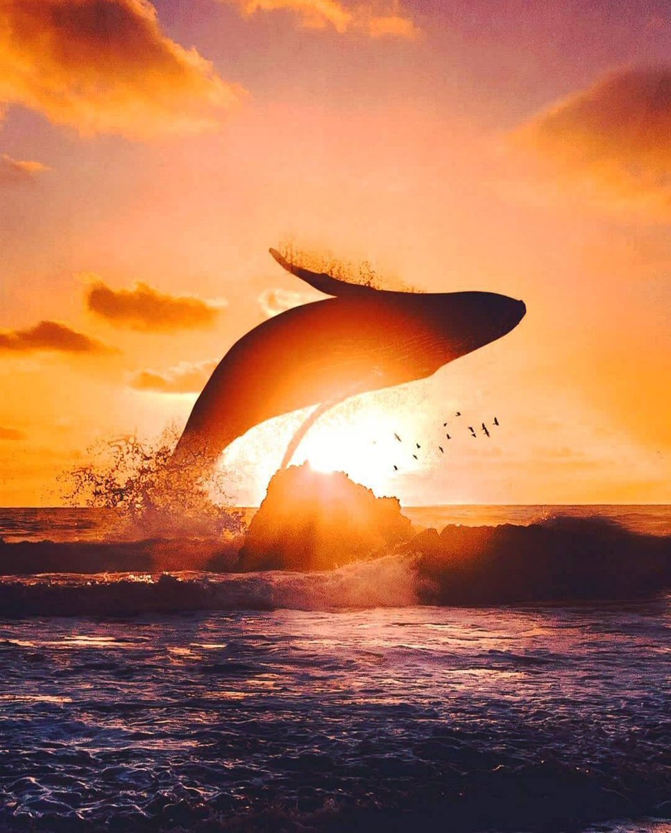 We think the 52Hz whale is alone.
Maybe he is the happiest person in the world... because God hears his love songs, and he sings for God.🐋🐳🕊️🧡 Migratory Bird.