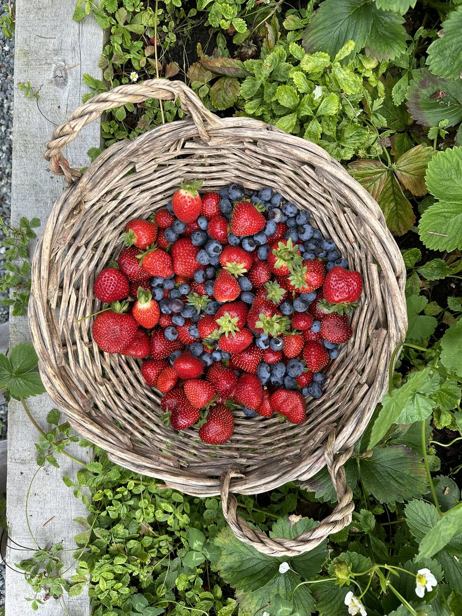 Breakfast berries… 🍓🫐🤍