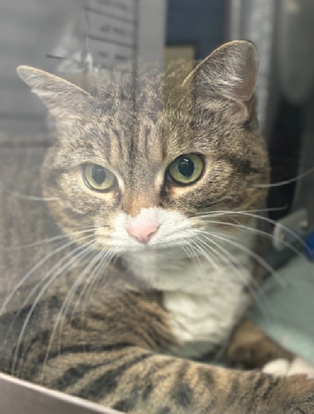 JLthekid9999's tweet photo. 🆘🆘 RILEY, 8 YO, FEMALE – IN QUEENS ACC - came into the shelter as an owner surrender on 8/1/2024, with the surrender reason stated as person circumstance- eviction . 🆘🆘 😿 😿 😿 😿
➡️TBD 9/5/24
➡️ NEW HOPE RESCUE ONLY
➡️ TOO LOW ON PLEDGES
➡️ 🆘🆘 3RD Chance on Emergency Placement List – LITTLE ROOM IN SHELTER – WILL NOT BE GIVEN MUCH MORE TIME – VERY HIGH EU/SILENT KILL RISK– 🆘🆘 😱🔥🔥😱
➡️ 34 DAYS IN SHELTER
➡️ RILEY IS ON THE EPL FOR BEHAVIORAL REASONS – She is not thriving in the care center and continues to display distance-increasing behavior when approached for interactions. She has not warmed up despite staff using treats to build a positive association. This designation often means the cat is given very little time for rescue/foster/adoption. 🔥🔥🔥🔥
RILEY tolerates attention and petting but may be fearful or stressed in the shelter, and may be intimidated by small children. She may be a little more independent, and may need time to warm up to her new home. She is described as a friendly, affectionate, quiet, lap cat, lazy/couch potato, prefers contact on their terms, independent, watches from afar and solitary. She likes to be in the bedroom, the living room and at the window. She likes to chase and pounce on toys and to stalk and pounce on feet. She uses a rough rope, carpet/fabric, cardboard and vertical surface scratching post. She eats Iams sensitive wet ad dry food and has access to an uncovered litterbox with a plastic litterbox liner in the bathroom with unscented, clumping, and crystal litter.❤️ 😻❤️ 😻❤️ 😻
NEEDS OUT OF SHELTER ASAP –
Please RT or pledge, if you can, to save this little one.
@AdamsPaulGrimke
@Love_Cats_One
💔😿🙏Thank you
