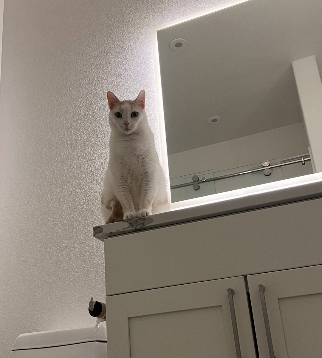 Evil Rat 🐀 tweet media