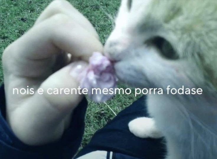 perfil dedicado a gatinhos e peitos (@odeiootaco) on Twitter photo 