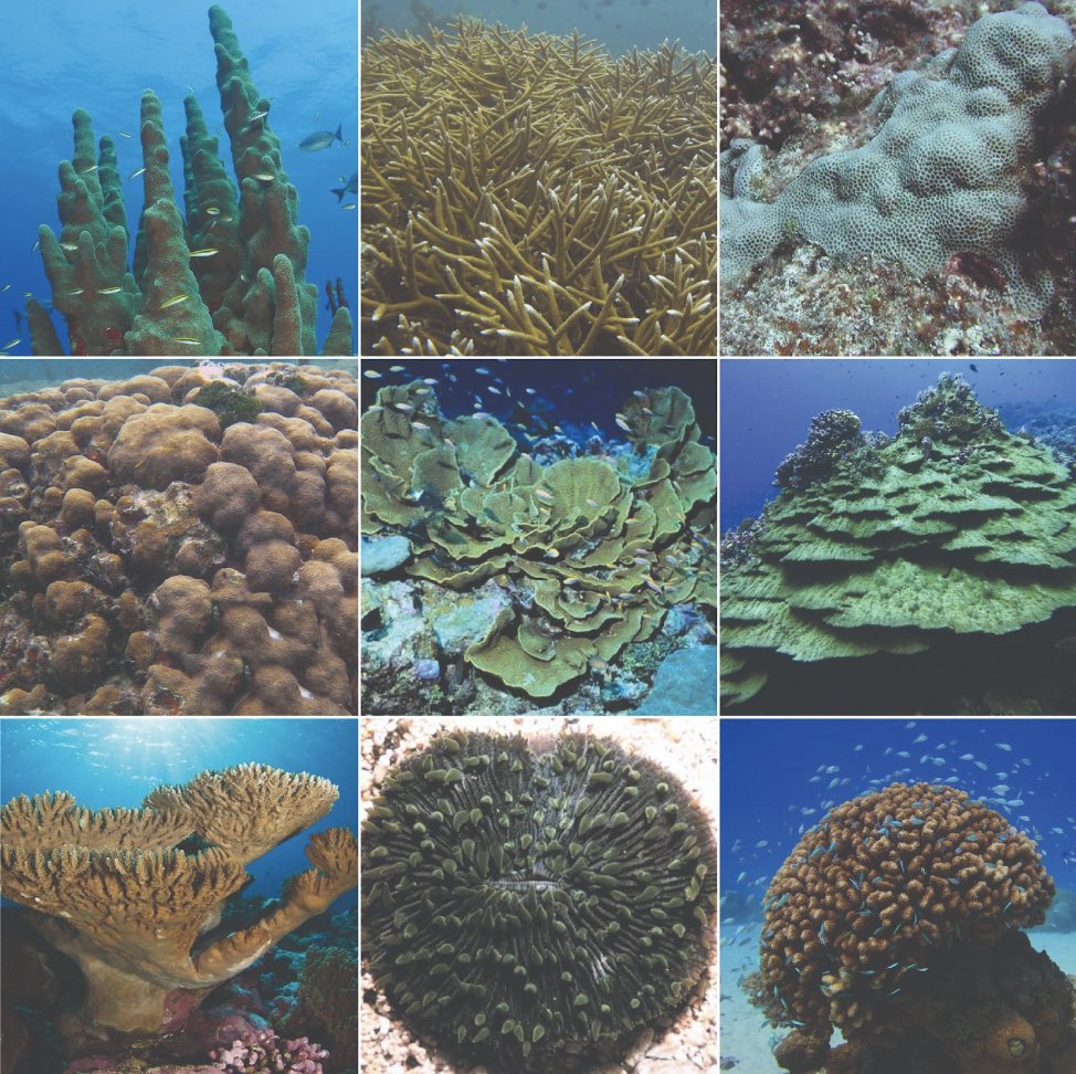 NOAA Coral Program (@noaacoral) on Twitter photo Is everyone #BackToSchool? Your teachers might be looking for some fresh #CoralReef content. Check out our newly updated tutorial on all things coral!
oceanservice.noaa.gov/education/tuto…
<a href="/noaaocean/">NOAA's Ocean Service</a> Is everyone #BackToSchool? Your teachers might be looking for some fresh #CoralReef content. Check out our newly updated tutorial on all things coral!
oceanservice.noaa.gov/education/tuto…
<a href="/noaaocean/">NOAA's Ocean Service</a>