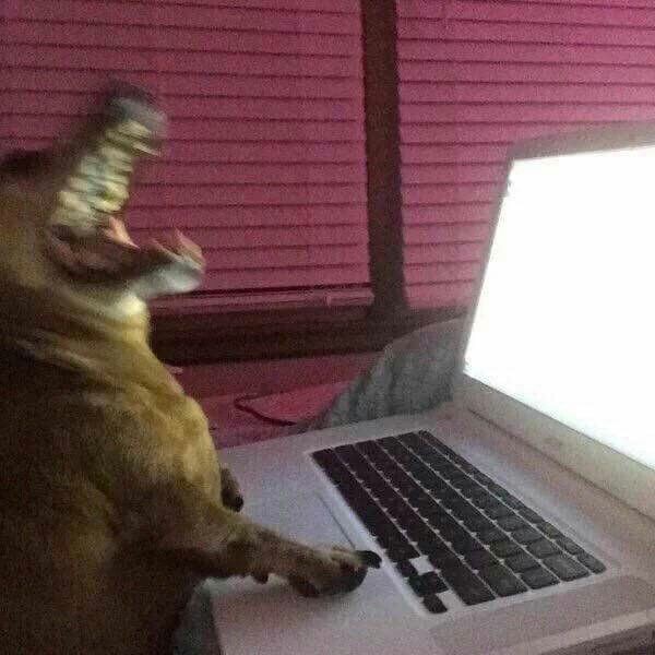 Tia_LuaChan's tweet image. Minha internet de bairro é tão ruim que não sei se meu twitter tá caindo ou só meu wi-fi que está uma porcaria