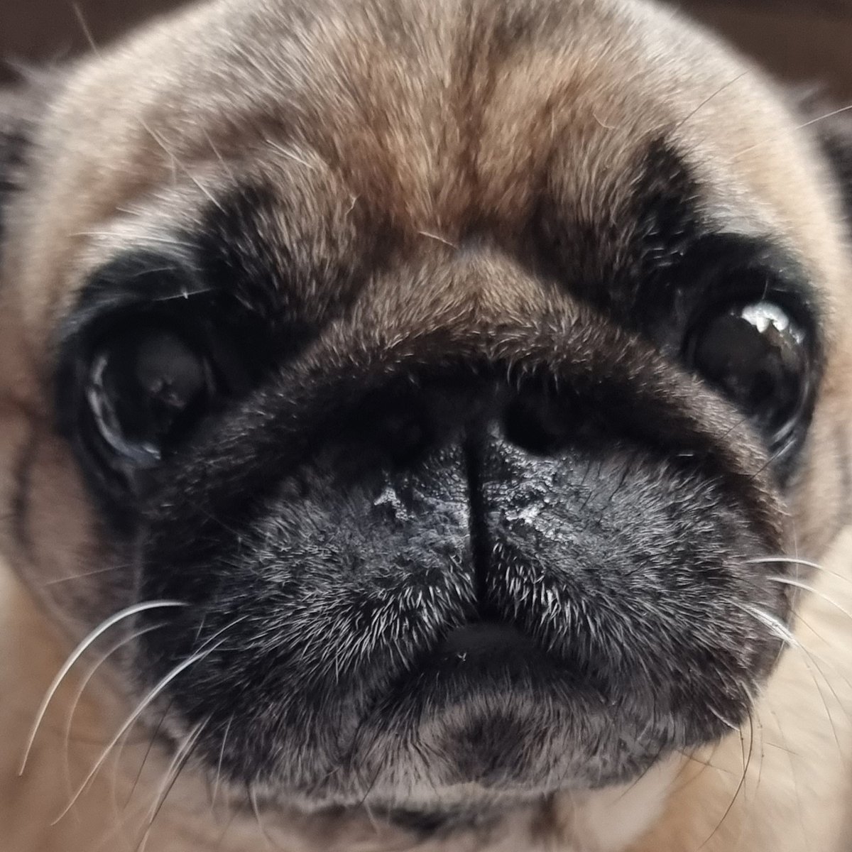 Naughty Pugs who poop in the house end up in a sink bath..