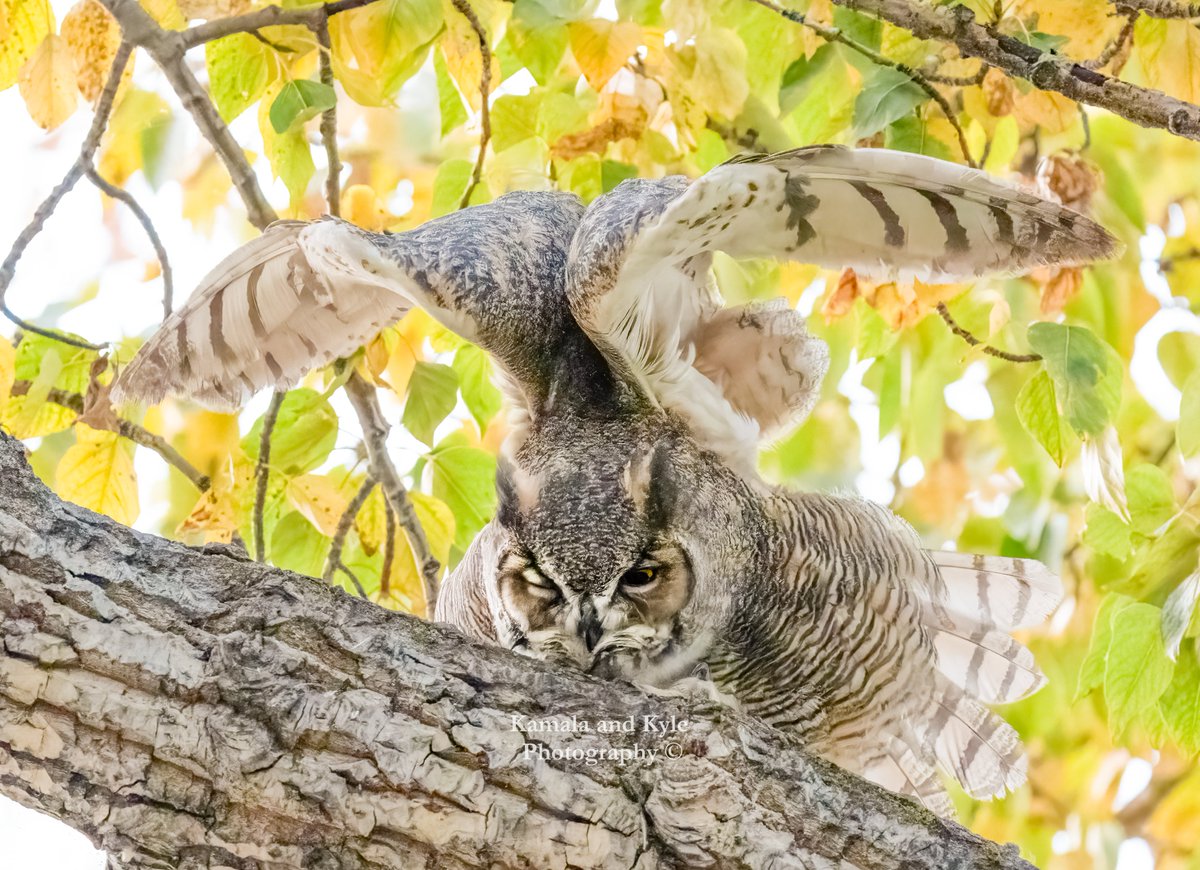 KamalaKyle's tweet photo. Our calendar owners flipped the page yesterday to this Great Horned Owl doing some peaceful yoga in the fall foliage! We never tire of catching the helicopter pose, nor of beautiful autumn colors!
#FallColors #FallColours #FallVibe #FallVibes #FallHarmony #Autumn #AutumnVibes https://t.co/FuXvAisFeo