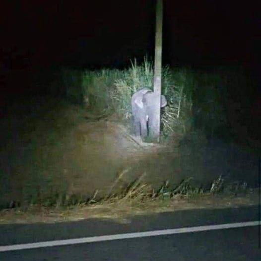 InformaCosmos's tweet photo. En Tailandia, un bebé elefante intento esconderse detrás de un poste... Al ser descubierto "robando" caña de azúcar. Se dice que el tierno animal se quedó intacto al momento de observar que los humanos cada vez estaban más cerca... Quizá él pensó, que al no moverse no se iban a dar cuenta de su presencia.

Presuntamente los campesinos decidieron seguirle el juego al elefante y pasaron por alto su presencia.