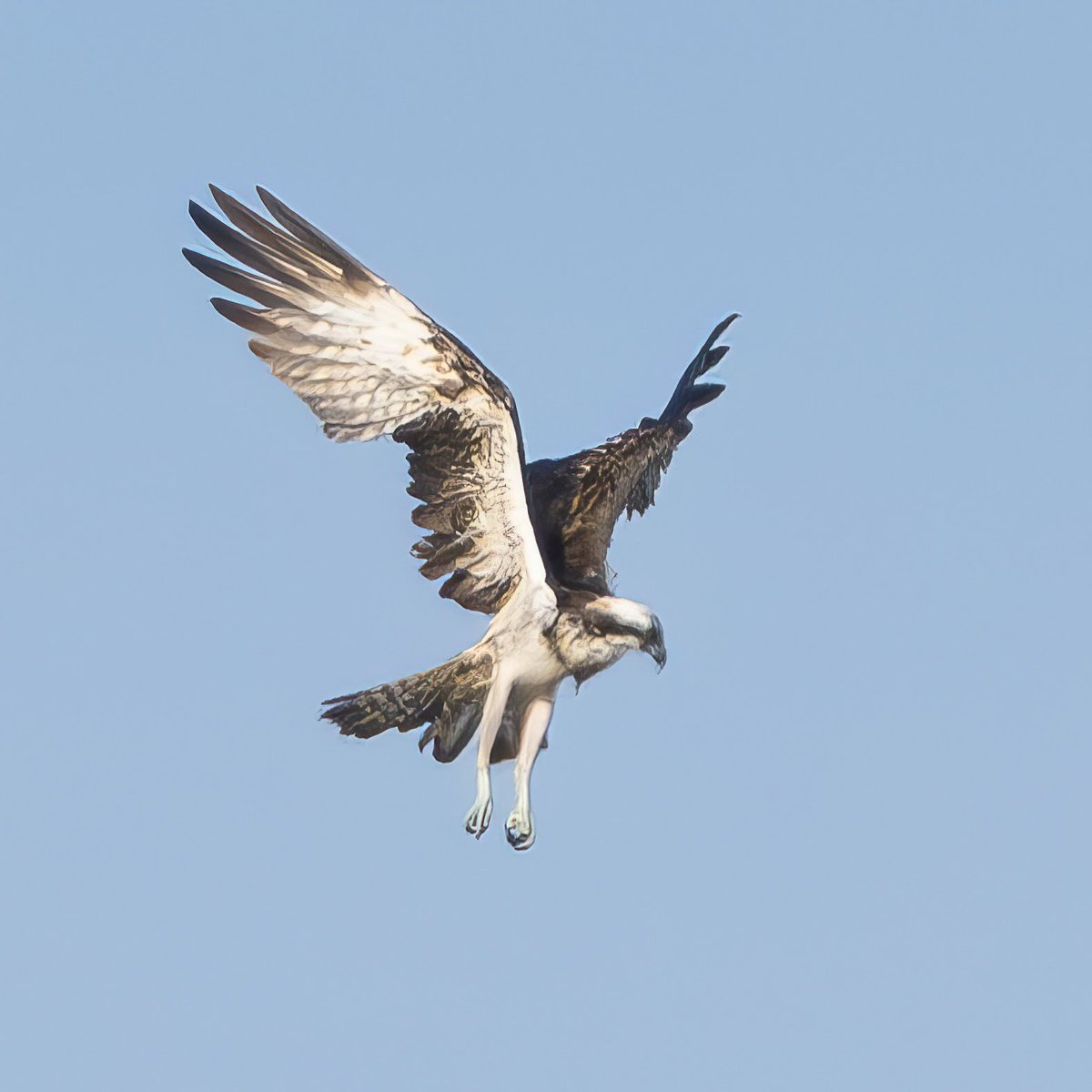 Talons at the ready ! Osprey fishing on the Alde estuary. A truly majestic bird of prey on its annual migration back to Africa for the winter.
I’ve been trying to catch a glimpse for a while now - patience paid off !! 

#osprey #rspb #suffolk