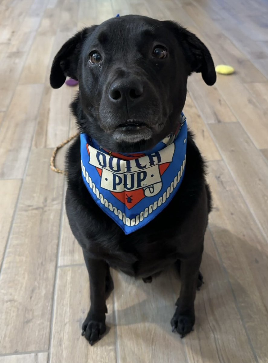 JLow696's tweet photo. @DutchBros Shout out to the store on Val Vista in Gilbert, AZ.  They constantly have smiles &amp; greet every customer as if they are cherished. An added compliment from our dog... "I love that they make me a pup cup with treats and always tell me how handsome I am." https://t.co/ANZHTZqUlZ