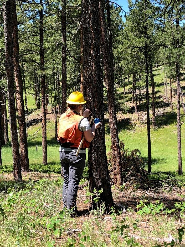 CWSF (@westernforester) on Twitter photo Forests in South Dakota are receiving a well-deserved spa treatment✨<a href="/SD_DANR/">SD DANR</a> is teaming up w/ <a href="/USFSRockyMtns/">USFS Rocky Mountains</a> to revitalize over 1.2 million acres of ponderosa pine forests, thanks to funding from the Bipartisan Infrastructure Law. Learn more westernforesters.org/bil-and-ira-st… 📸 Tony Seidl Forests in South Dakota are receiving a well-deserved spa treatment✨<a href="/SD_DANR/">SD DANR</a> is teaming up w/ <a href="/USFSRockyMtns/">USFS Rocky Mountains</a> to revitalize over 1.2 million acres of ponderosa pine forests, thanks to funding from the Bipartisan Infrastructure Law. Learn more westernforesters.org/bil-and-ira-st… 📸 Tony Seidl