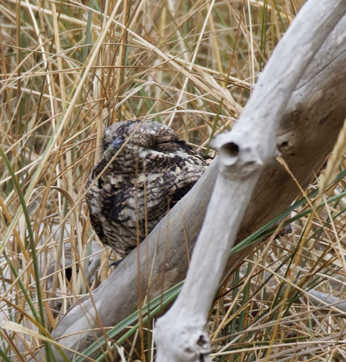 First time seeing a Nightjar in the day yesterday at Spurn. Other highlights - Red-backed Shrike, Black Redstart, Pied &amp; Spotted Flycatchers, Redstart, Whinchat, Hobby, Wheatear. Missed Greenish Warbler and Wryneck <a href="/spurnbirdobs/">Spurn Bird Observatory</a>