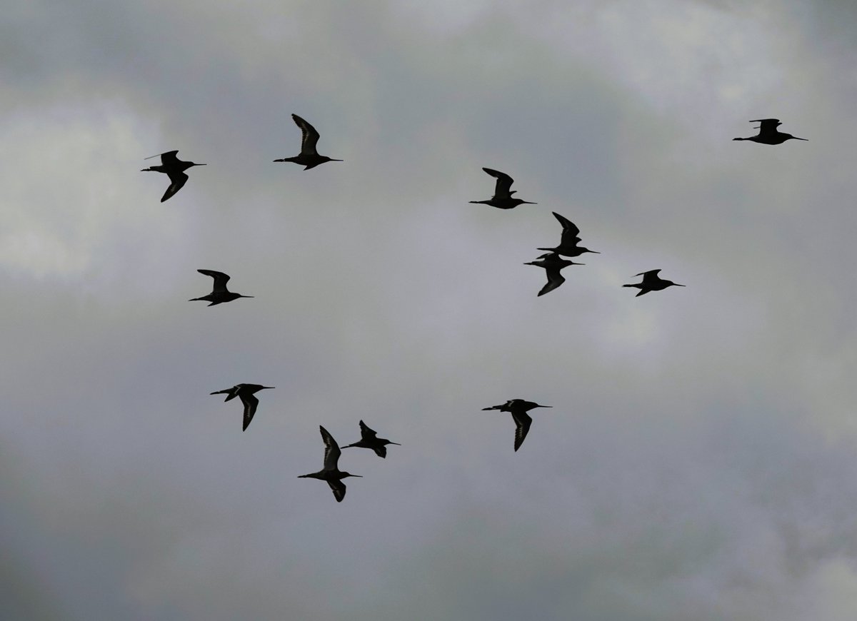 Lol Bodini (@lolbodini) on Twitter photo Urban migration: A party of a dozen Black-tailed Godwit making a brief circuit of Lockwood res before heading South (with over-zealous mower/contractor beneath) @E17Wetlands @WildLondon <a href="/LNHSoc/">LNHS</a> <a href="/LondonBirdClub/">London Bird Club</a> <a href="/BirdGuides/">BirdGuides</a> <a href="/RSPBbirders/">RSPB Birders</a> 🪶🌥️ Urban migration: A party of a dozen Black-tailed Godwit making a brief circuit of Lockwood res before heading South (with over-zealous mower/contractor beneath) @E17Wetlands @WildLondon <a href="/LNHSoc/">LNHS</a> <a href="/LondonBirdClub/">London Bird Club</a> <a href="/BirdGuides/">BirdGuides</a> <a href="/RSPBbirders/">RSPB Birders</a> 🪶🌥️