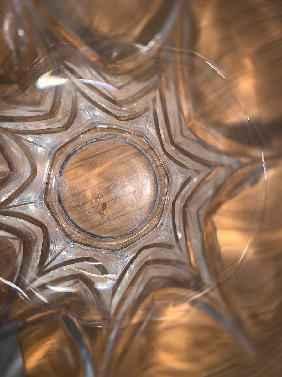 This wasn’t supposed to be an ‘arty’ photo. I wanted to try to ID the small pink spider that is now in a glass having been rescued! Any thoughts <a href="/UKgardenspiders/">UK Garden Spiders</a> <a href="/BritishSpiders/">BAS</a>