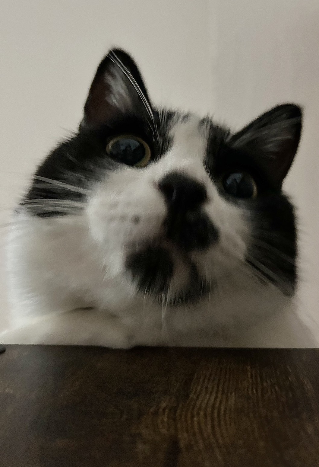 ぶち猫のふく (@07100522cat) / X