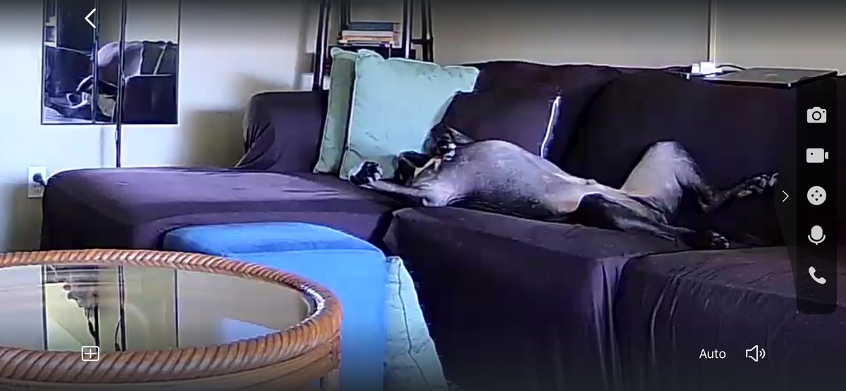 This is how Bumi sleeps when I’m at work hahaha