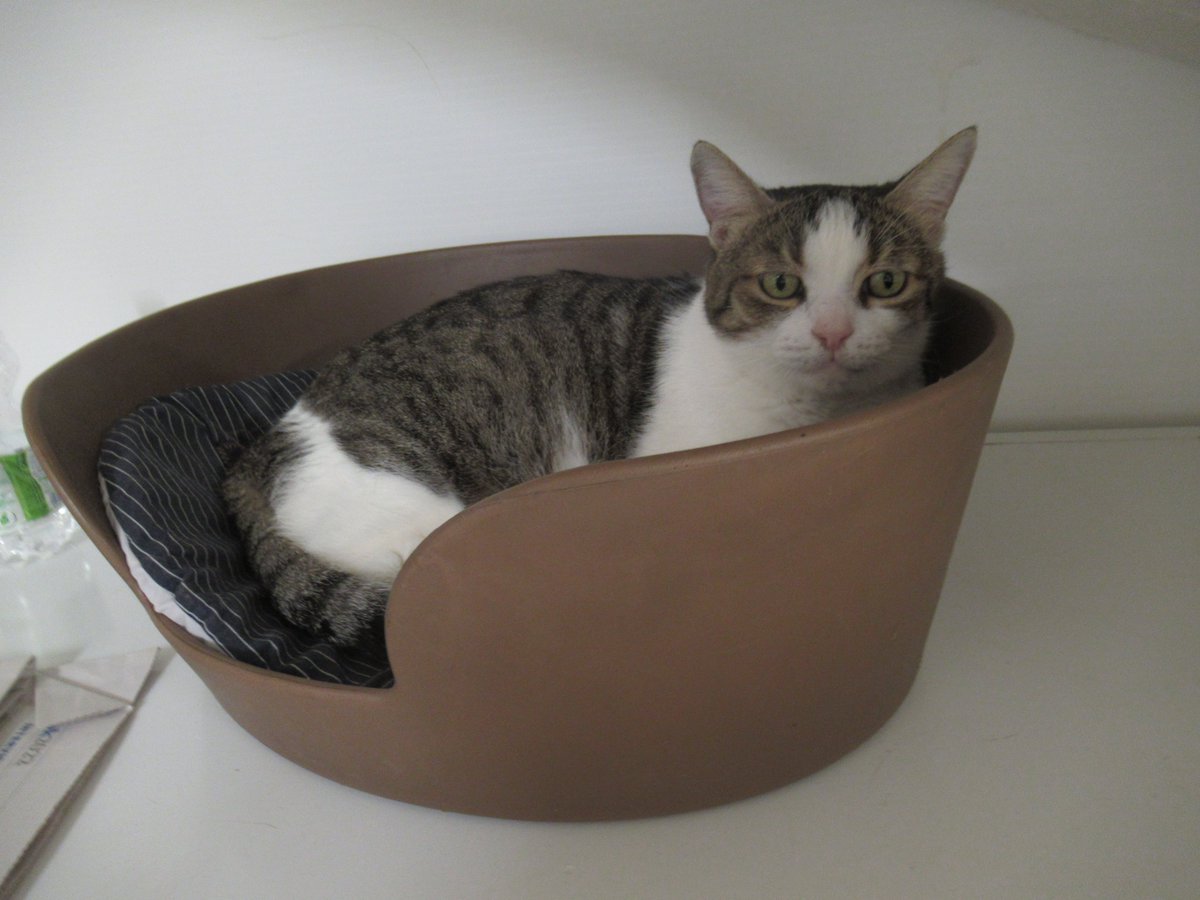 submit your monograph draft to the publisher, spend the rest of the day with #cats at the Torre Argentina (and walk home in the same storm that knocked a chunk off the Arch of Constantine this afternoon).

<a href="/uowclassics/">Classical Studies@University of Winchester</a>