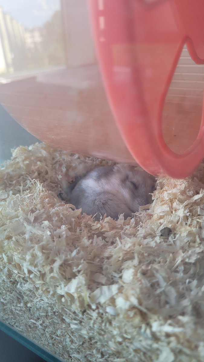 Fluffy The Hamster tweet media