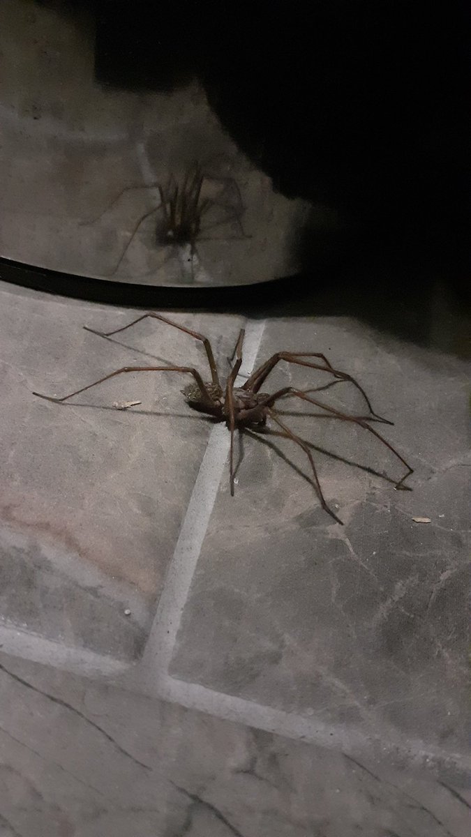 A decent sized house spider. And it's not even arachtober. <a href="/BritishSpiders/">BAS</a>