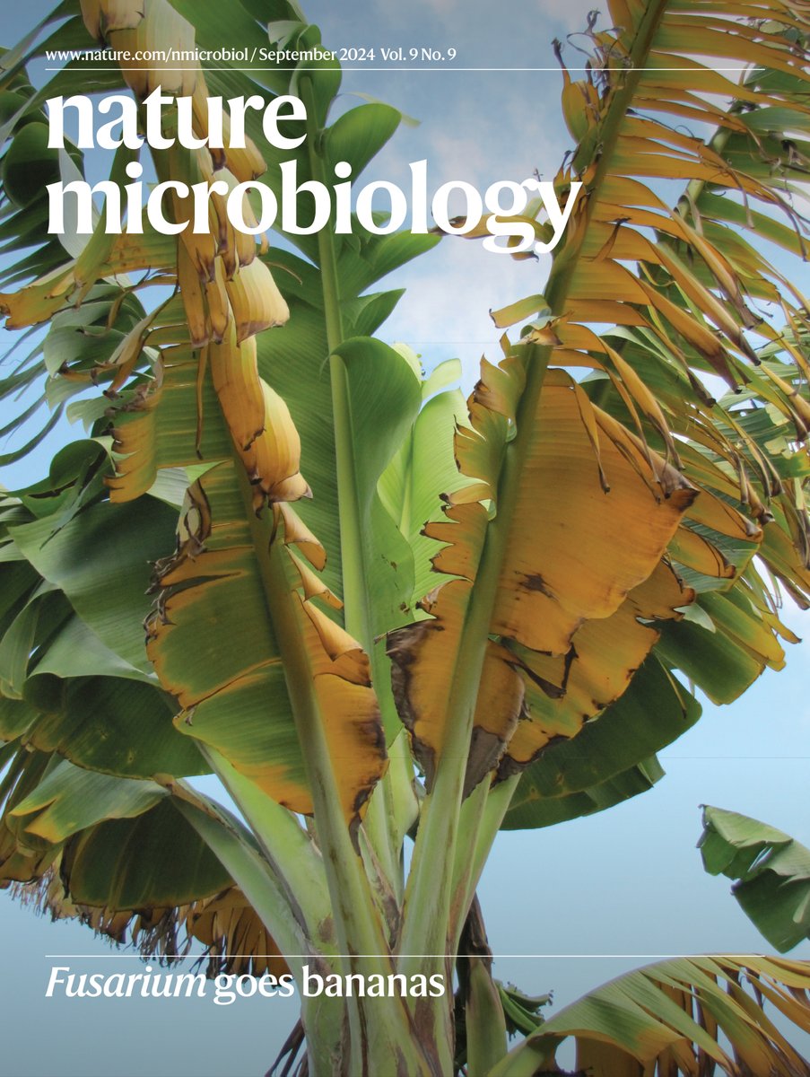 Dig into our latest September issue! 👀

🍌Virulence factors of banana fungus
🧬Learn about mini-Borgs
🤝Collaborate to tackle outbreaks
🦠Microbiome and autism spectrum disorder

and more…..

nature.com/nmicrobiol/vol…