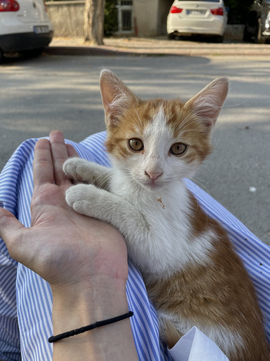 handisgo's tweet image. kedu. minik.