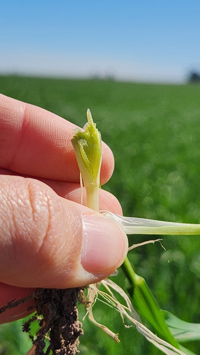 Sofía Lopez tweet media