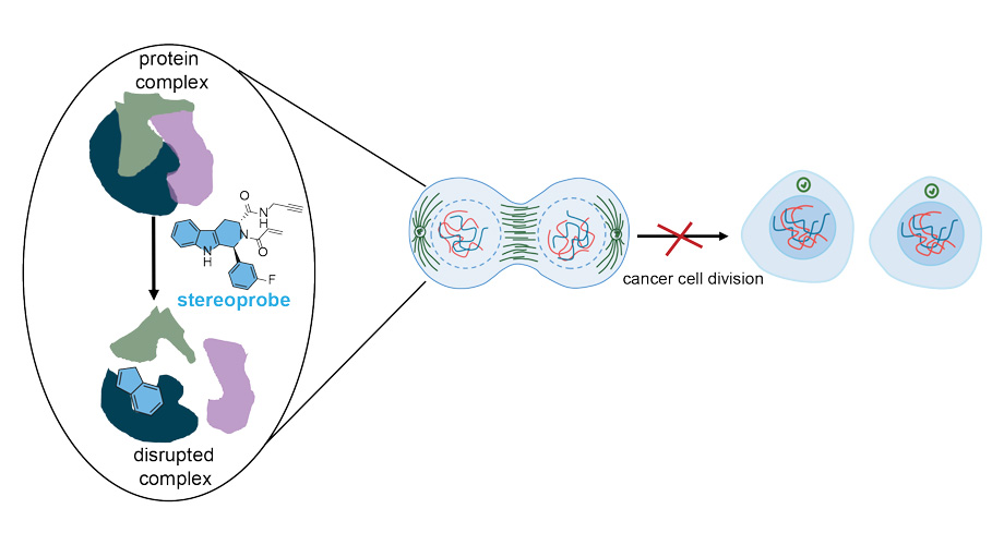 Scripps Research (@scrippsresearch) on Twitter photo The Cravatt Lab, with <a href="/brumelillo/">Bruno Melillo</a> and <a href="/EvertNjomen/">Evert Njomen</a>, identified novel proteins that could be targeted to delay or even prevent #cancer cell division. Published in <a href="/NatureChemistry/">Nature Chemistry</a>, this study paves the way for developing innovative cancer therapies. More: ow.ly/jaWL50TeCWB The Cravatt Lab, with <a href="/brumelillo/">Bruno Melillo</a> and <a href="/EvertNjomen/">Evert Njomen</a>, identified novel proteins that could be targeted to delay or even prevent #cancer cell division. Published in <a href="/NatureChemistry/">Nature Chemistry</a>, this study paves the way for developing innovative cancer therapies. More: ow.ly/jaWL50TeCWB