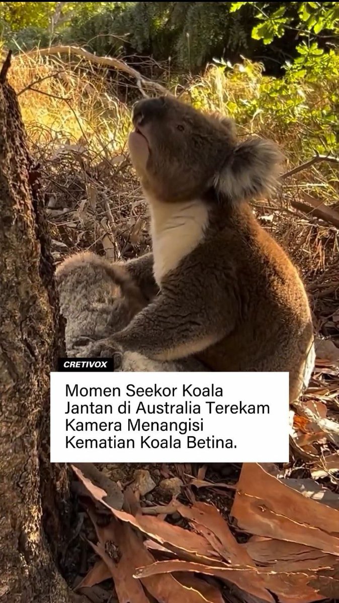FYI Ini termasuk hal yang langka dalam dunia koala🥹

- a Thread -