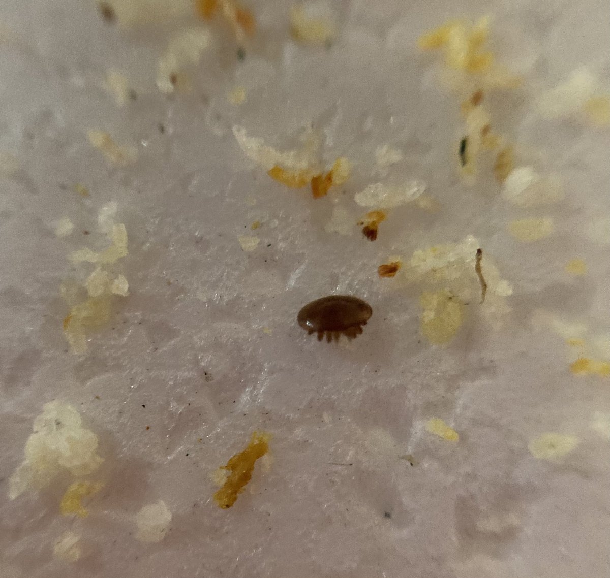 SarahKeane83's tweet photo. Tell me youβre a beekeeper without telling me youβre a beekeeper.
Hereβs mine:
#beekeepershour
#hivehealth
#nativeirishbees
#varroa https://t.co/ijKFaltzTM