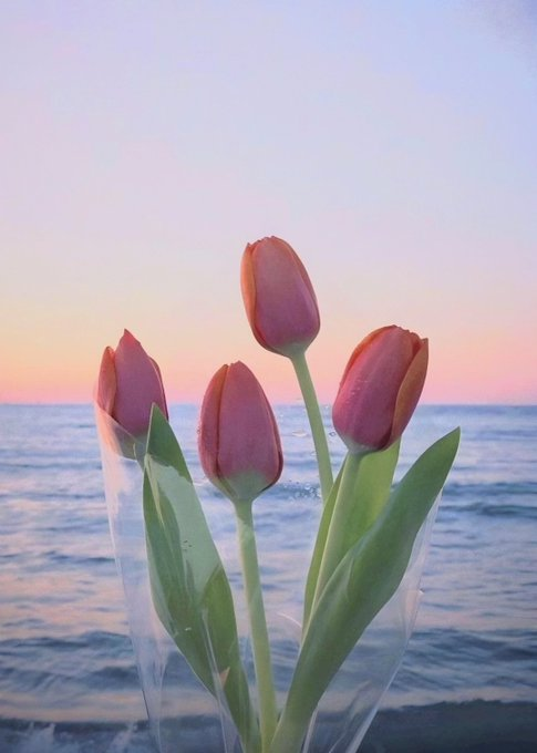 pink tulips