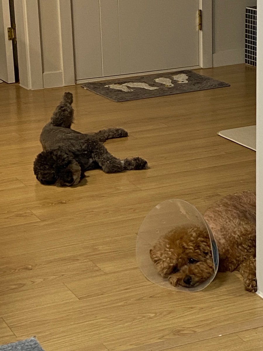 평화로운 강아지들이여