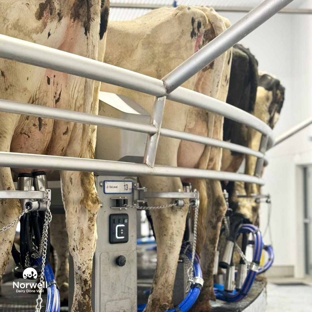 Norwell Dairy tweet media