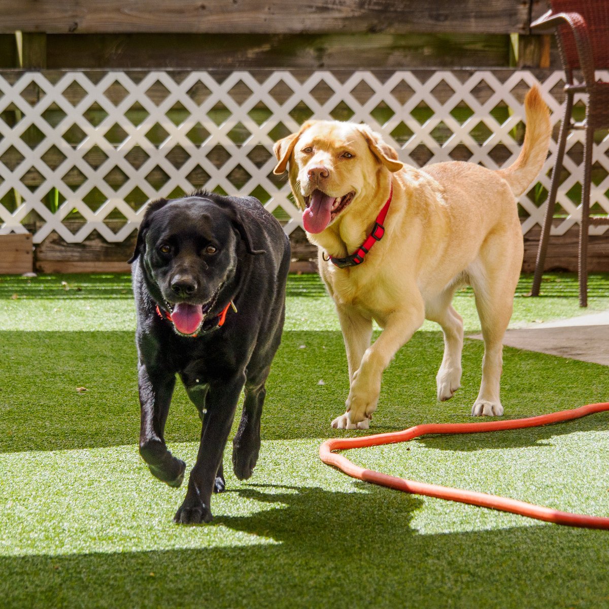 Boys at Play #labsarethebest